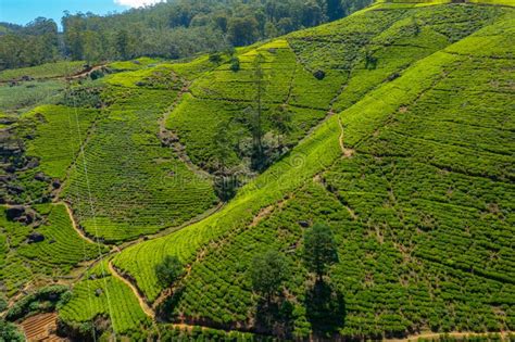 Panorama Of Tea Plantations Around Nuwara Eliya In Sri Lanka Stock