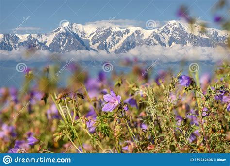Flowers Geranium Mountains Snow Clouds Summer Stock Photo Image Of
