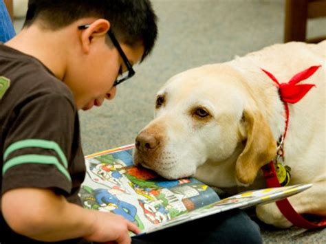 Read To A Therapy Dog Program Therapy Dogs Inc Tda
