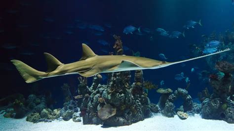 The 7 Seas Aquarium Set To Open At Temple Mall On Feb 24