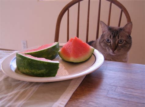 Is It Okay If My Cat Eats Watermelon Pets Info Center