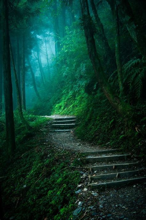 ~dark Forest Path~ Beautiful Nature Nature Photography Scenery