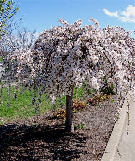In spring it is covered in masses of single white flowers and in autumn will turn on another display of glowing oranges, golds and reds. Weeping Flowering Trees Small | Best Flower Site