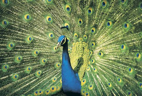 Characteristics of a Peacock Bird | Sciencing