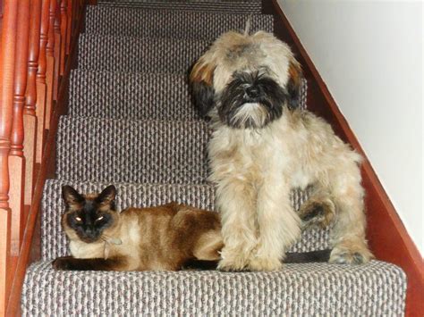 16 Cats And Dogs Who Look Like They Could Be Siblings