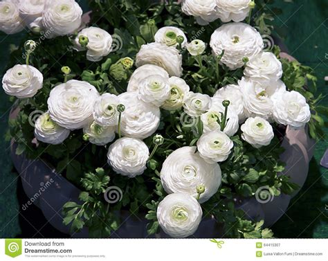 Vaso per fiori in acciaio colorato con resina epossidica, bianco. Fiori Bianchi Vaso / Narcisi E Fiori Bianchi Luminosi Dei ...