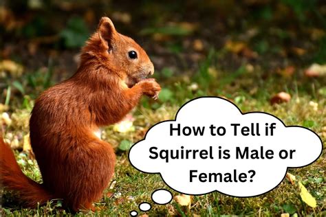 How To Tell If Squirrel Is Male Or Female An Ultimate Guide Wild Informer
