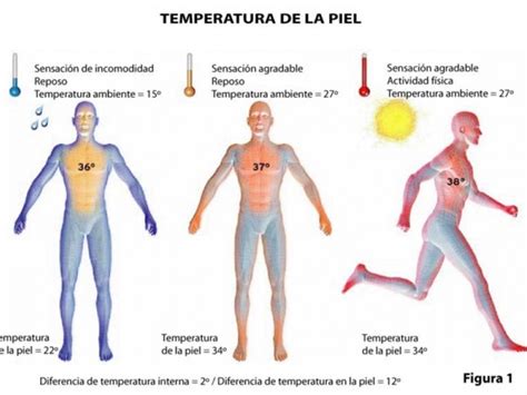 Como O Ser Humano Mantem Sua Temperatura Corporal Askschool