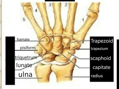 Solved Table 3 Carpals And Tarsals A L B M 21 C Phalanges 5 D E