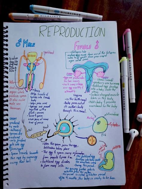 Reproductive System Project Female Reproductive System Anatomy