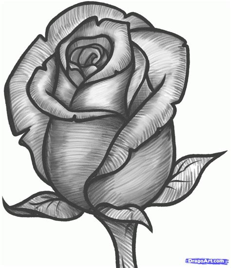 How To Draw A Rose Bud Rose Bud Step 11 Rose Sketch Roses Drawing