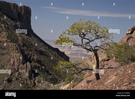 Mexican Piñon Pine Pinus Cembroides In The Chisos Mountains Big Bend