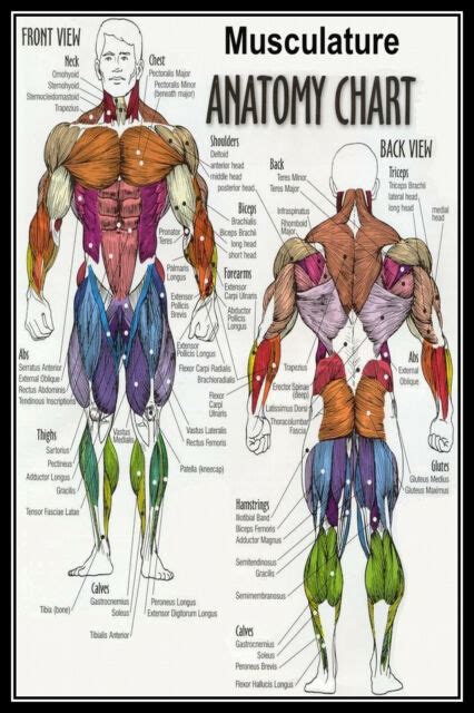 Anatomy Of The Human Musculature Anatomical Chart Body 36x24 Ebay