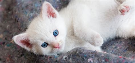 Beautiful White Kitten With Blue Eyes Hd Wallpaper