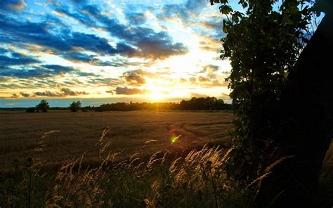 Wallpaper Sunlight Trees Sunset Nature Grass Sky Field Sunrise