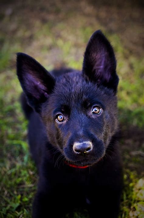 German Shepherd Puppy Animal Free Photo On Pixabay