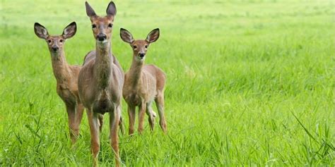 10 Whitetail Deer Facts Most Hunters Dont Know ⋆ Outdoor Enthusiast