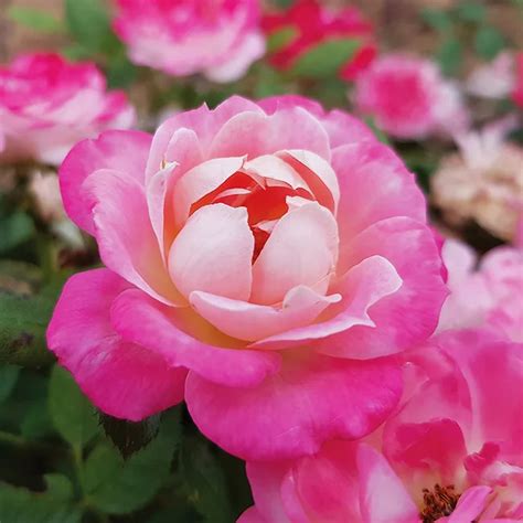 Pink Sunblaze Rose Tree Form For Sale Online The Tree Center