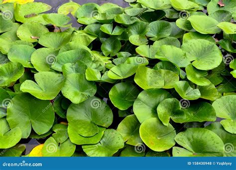 Water Lilies Leaves Stock Photo Image Of Florida Flowers 158430948