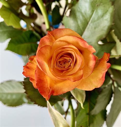 A Single Orange Rose Close Up Stock Image Image Of Bouquet Beautiful