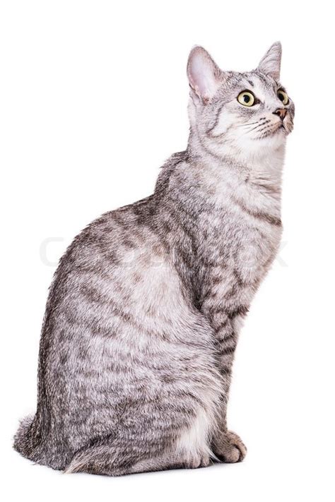 Gray Tabby Cat Isolated On White Stock Photo Colourbox