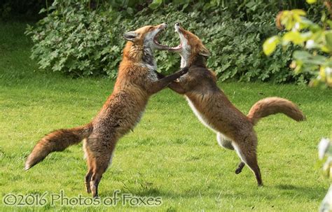 Red Foxes Fighting