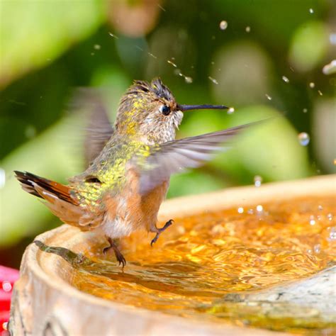 30 Brilliant Ways To Attract Hummingbirds To Your Backyard How To
