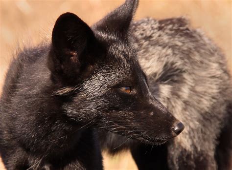 A Black Fox On San Juan Island Alert