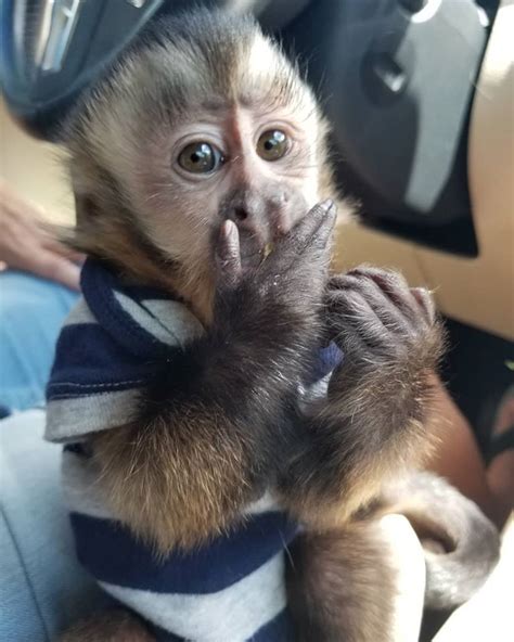 Capuchins Monkey For Sale In Colorado 149 Petzlover