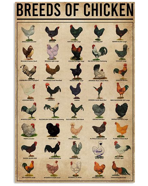 Breeds Of Chickens