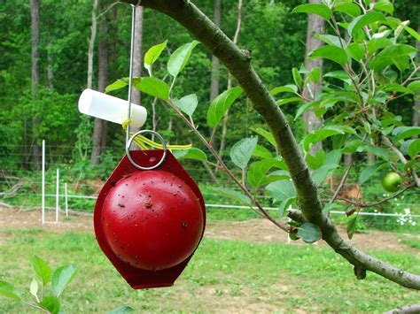 Pheromone traps are useful tools to monitor codling moths and oriental fruit moths in orchards pheromone traps are an important ipm tool to track moth catches and evaluate pest pressure. Apple Insect Management Overview | NC State Extension