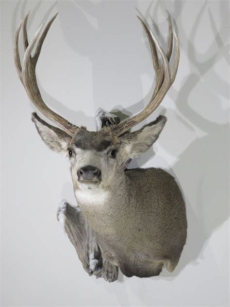 Mule Deer Pedestal Taxidermy Mount For Trophy Class M 139s