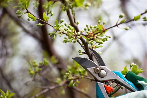 When To Prune Spring Flowering Trees And Shrubs