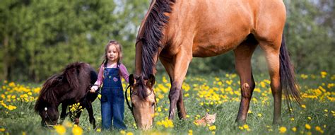8 Heartwarming Horse Tales That Changed People's Lives – Kavallerie