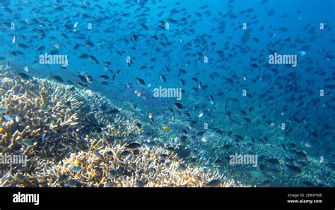 Group Of Fish Stock Photo Alamy