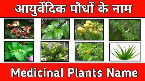 30 Medicinal Plants Name आयुर्वेदिक पौधों के नाम Medicinal Plants