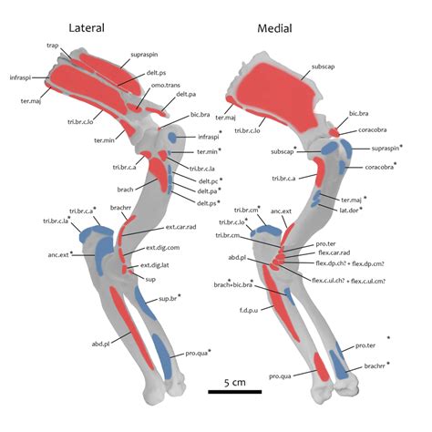 Illustration Of The Muscle Origin Red And Insertions Blue And