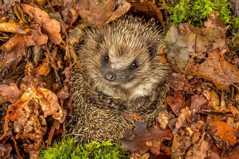 Alles über den winterschlaf des igels. 34 Best Images Wann Machen Igel Winterschlaf / Kranke Igel ...