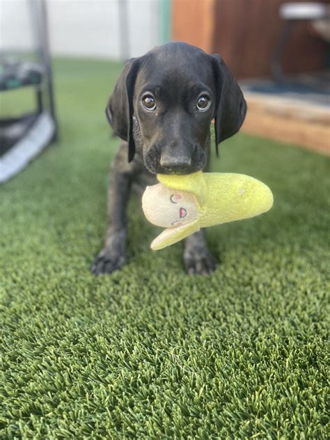 Heidi – Wagging Tails Rescue