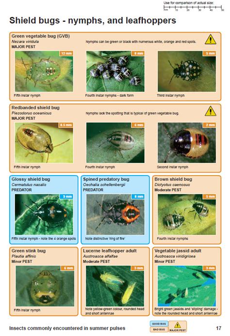 Release Of Insect Identification Guide For Pulse Industry In The North