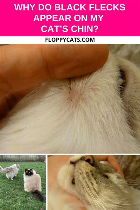 What Are Those Black Dots On My Cats Chin Cat Chin Acne Blackheads In
