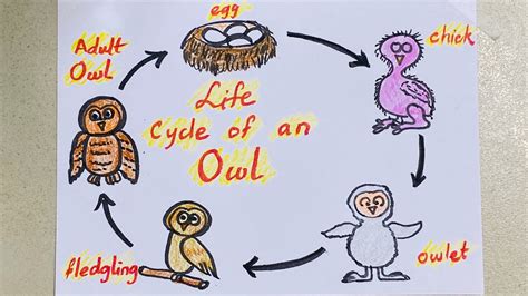 Life Cycle Of Bird Drawing Keenkelownabootforsalee
