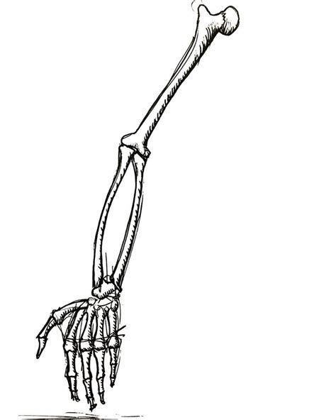 Skeleton Arm Drawing Free Download On Clipartmag