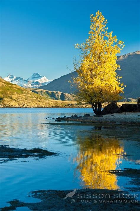 Autumn Tree Reflected In Lake Wanaka Mt Aspiring In The Background