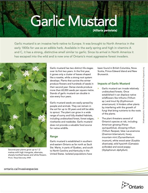 Garlic Mustard Profile And Resources Invasive Species Centre