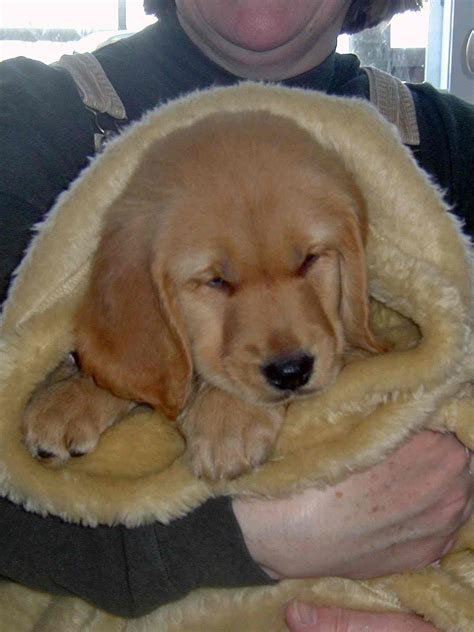 Have you already paid your application fee? Golden Retriever Rescue, Inc. (NJ) Newsletter Winter 2005 ...