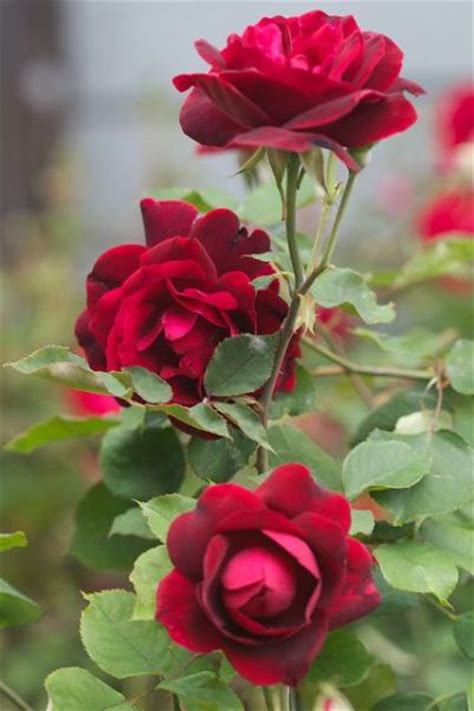 Download Kumpulan 77 Gambar Bunga Mawar Estetik Hd Gambar
