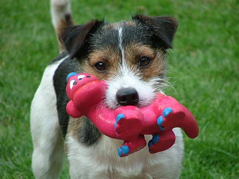 Happy With My New Toy Sweet Toy Dogs Jack Russel Pink Member