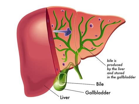 Role Of Bile In Digestion And Immunity Peace With Endo