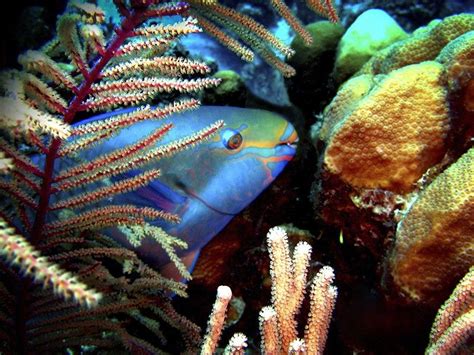 Coral And Parrotfish The Fight For Recovery Earthjustice R